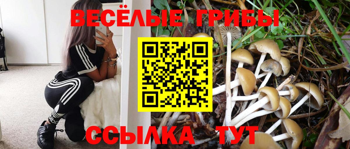 Галлюциногенные грибы Cubensis  Вход с VPN  Тулун 